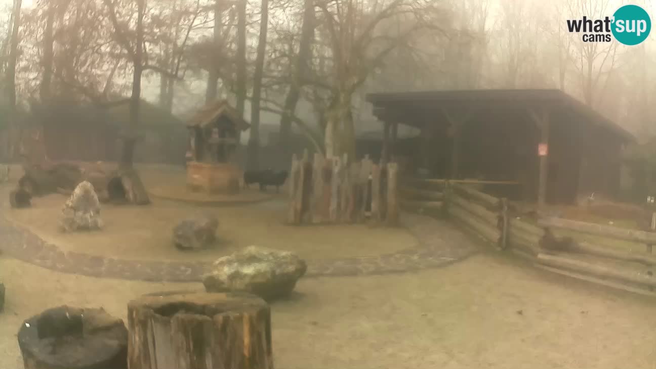 Zoo Zagreb – Brown Capuchin