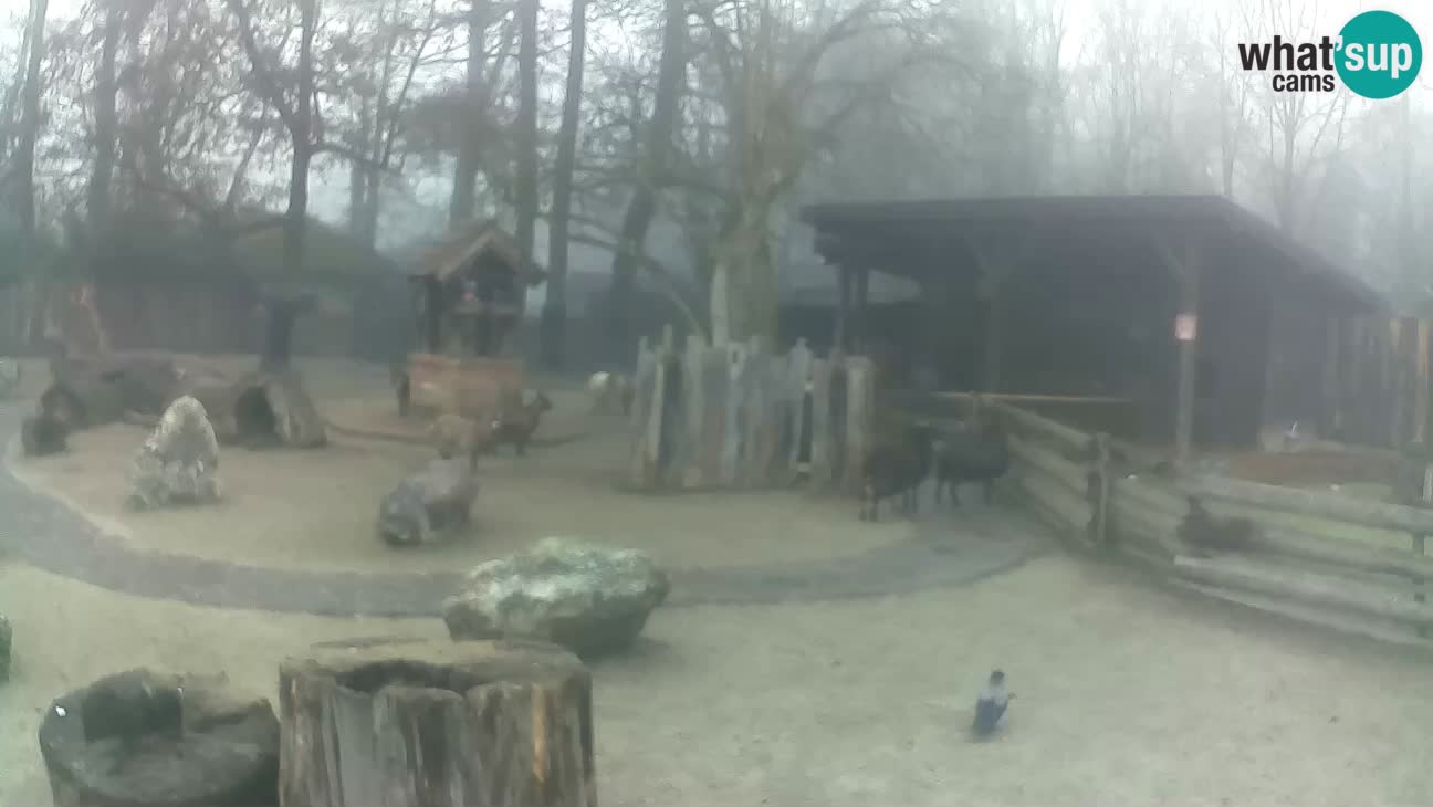 Zoo Zagreb – Brown Capuchin