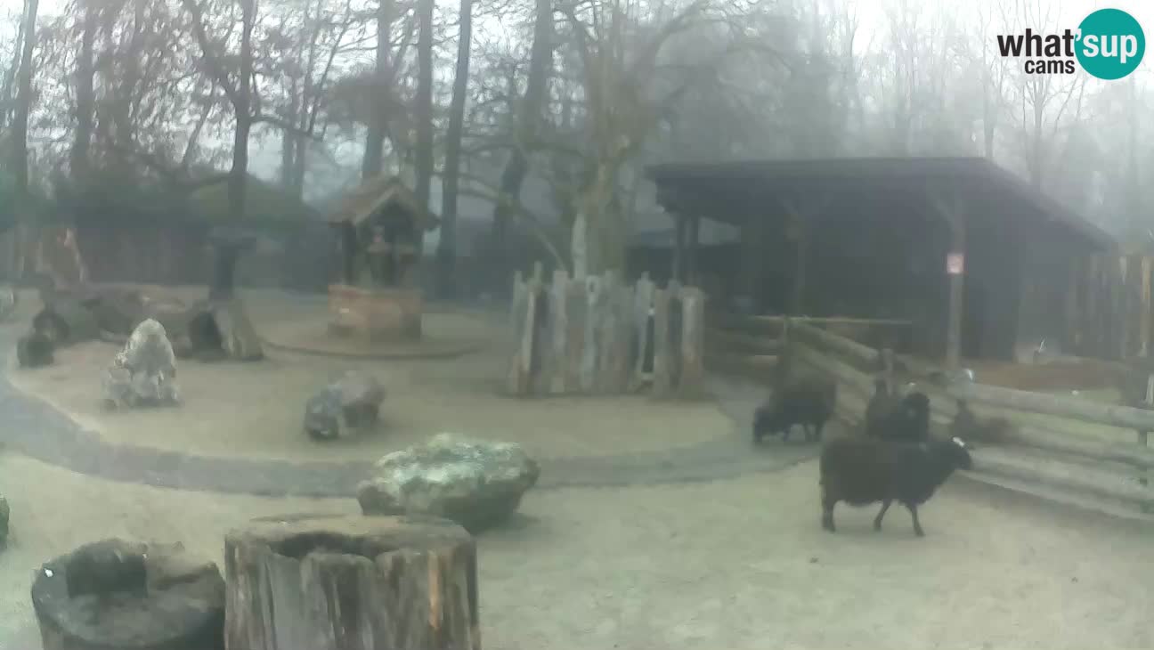 Zoo Zagreb – Rjava kapucinka