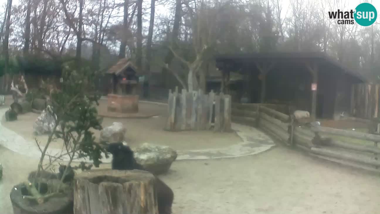 Zoo Zagreb – Brown Capuchin