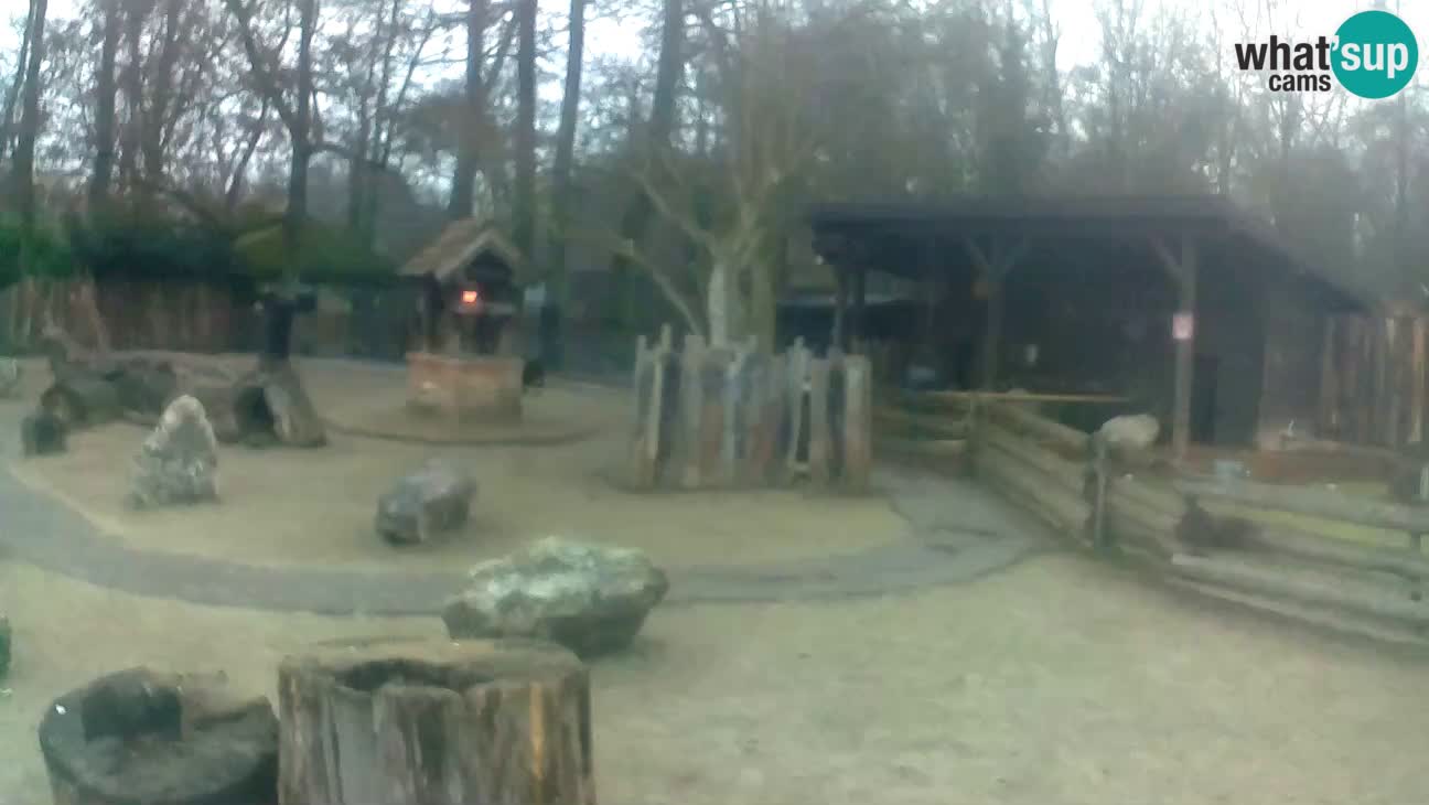 Zoo Zagreb – Brown Capuchin