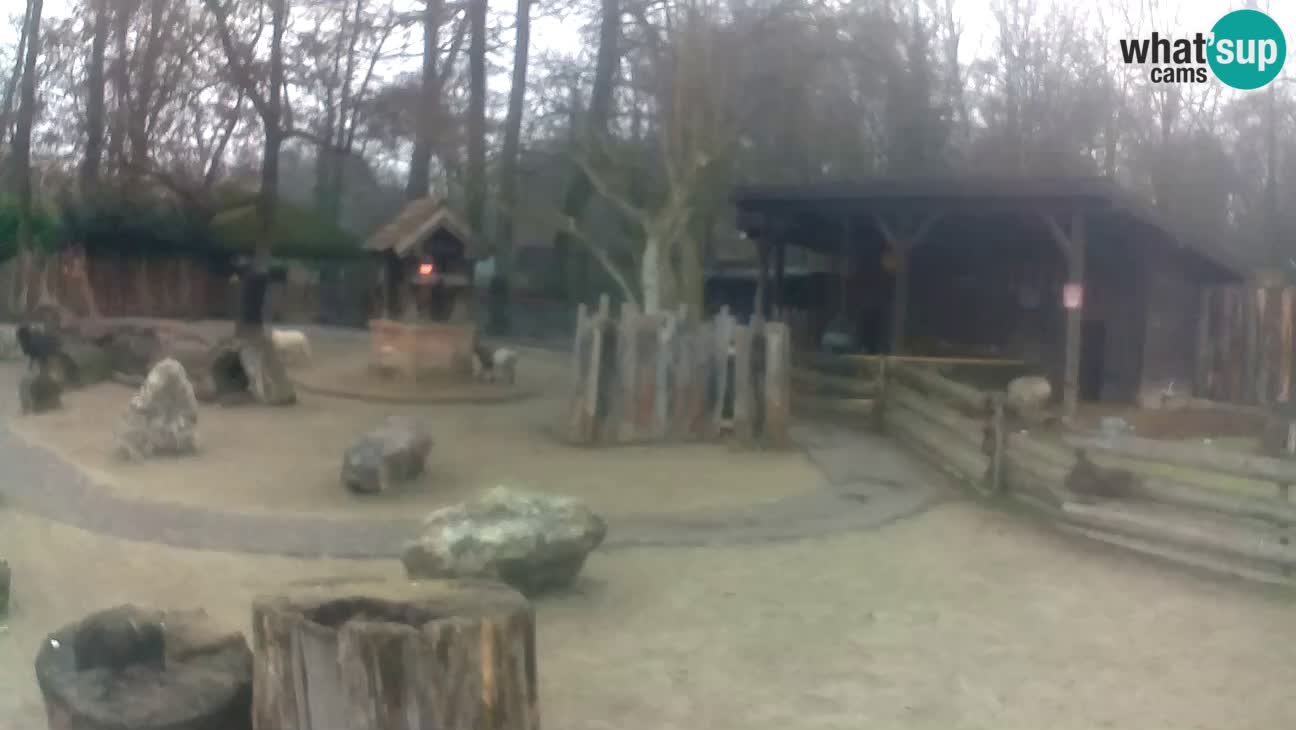 Zoo Zagreb – Brown Capuchin