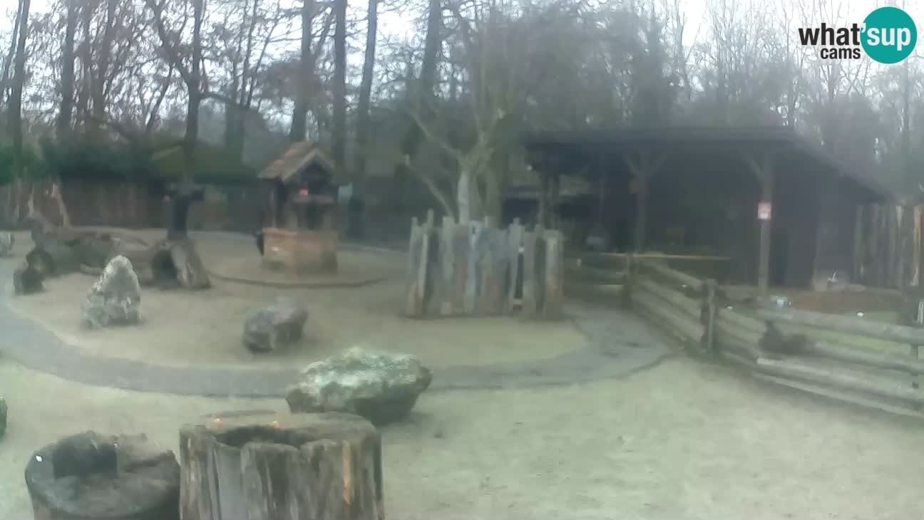 Zoo Zagreb – Brown Capuchin