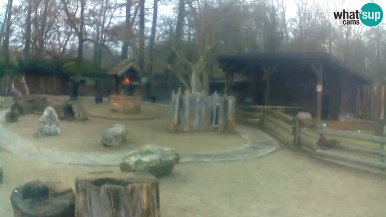 Zoo Zagreb – Brown Capuchin
