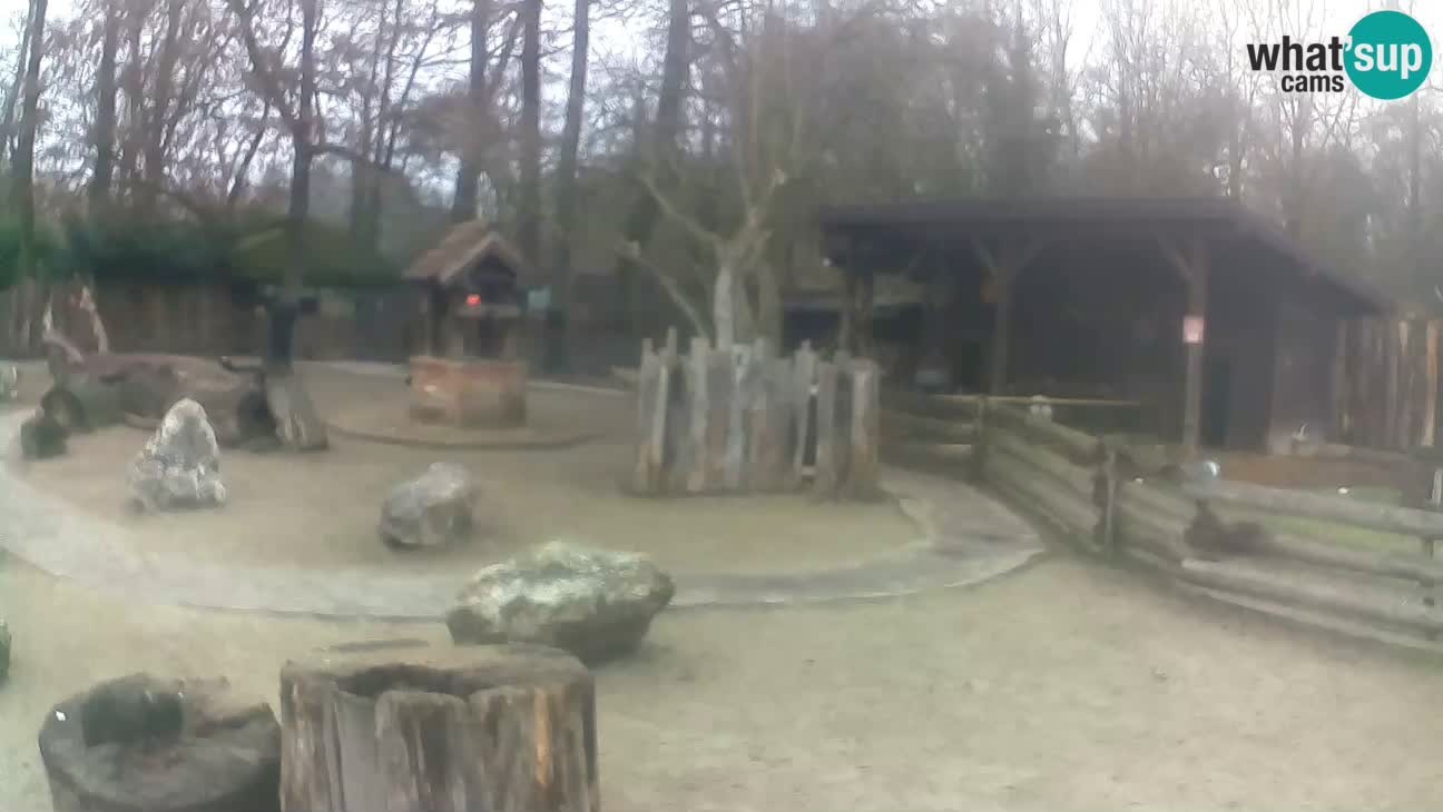 Zoo Zagreb – Brown Capuchin