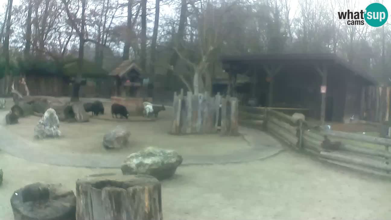 Zoo Zagreb – Brown Capuchin