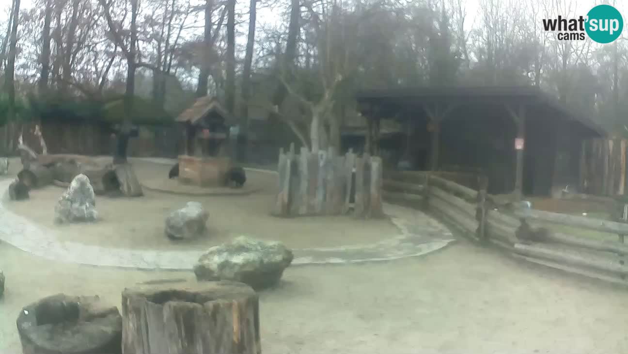 Zoo Zagreb – Rjava kapucinka