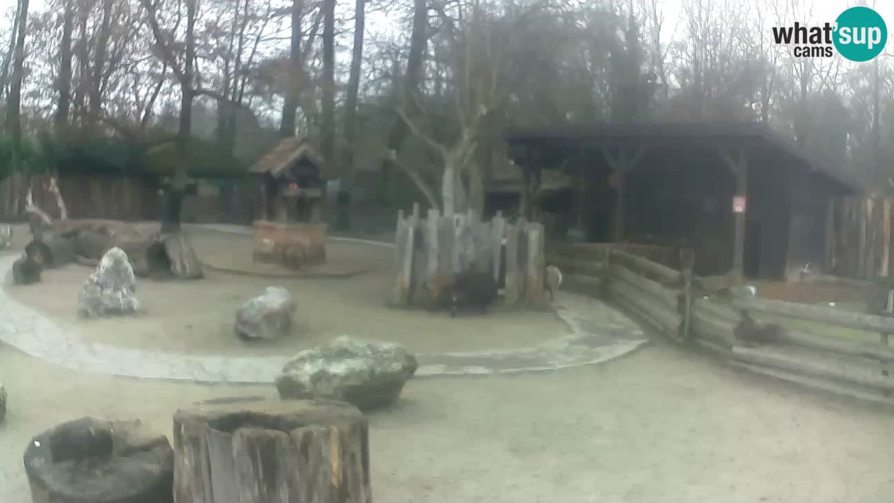 Zoo Zagreb – Brown Capuchin