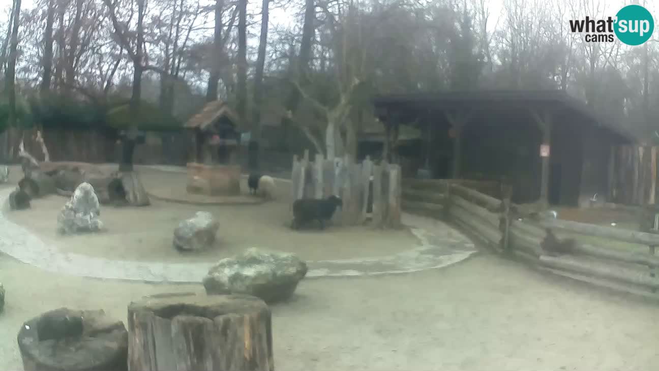 Zoo Zagreb – Brown Capuchin