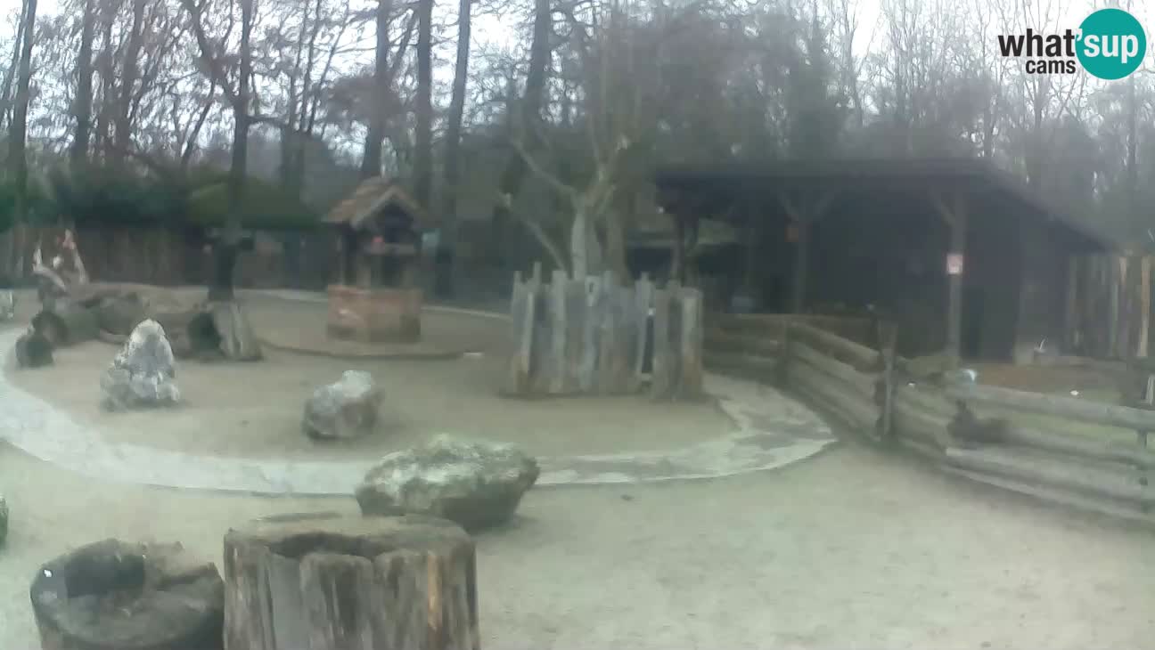 Zoo Zagreb – Brown Capuchin