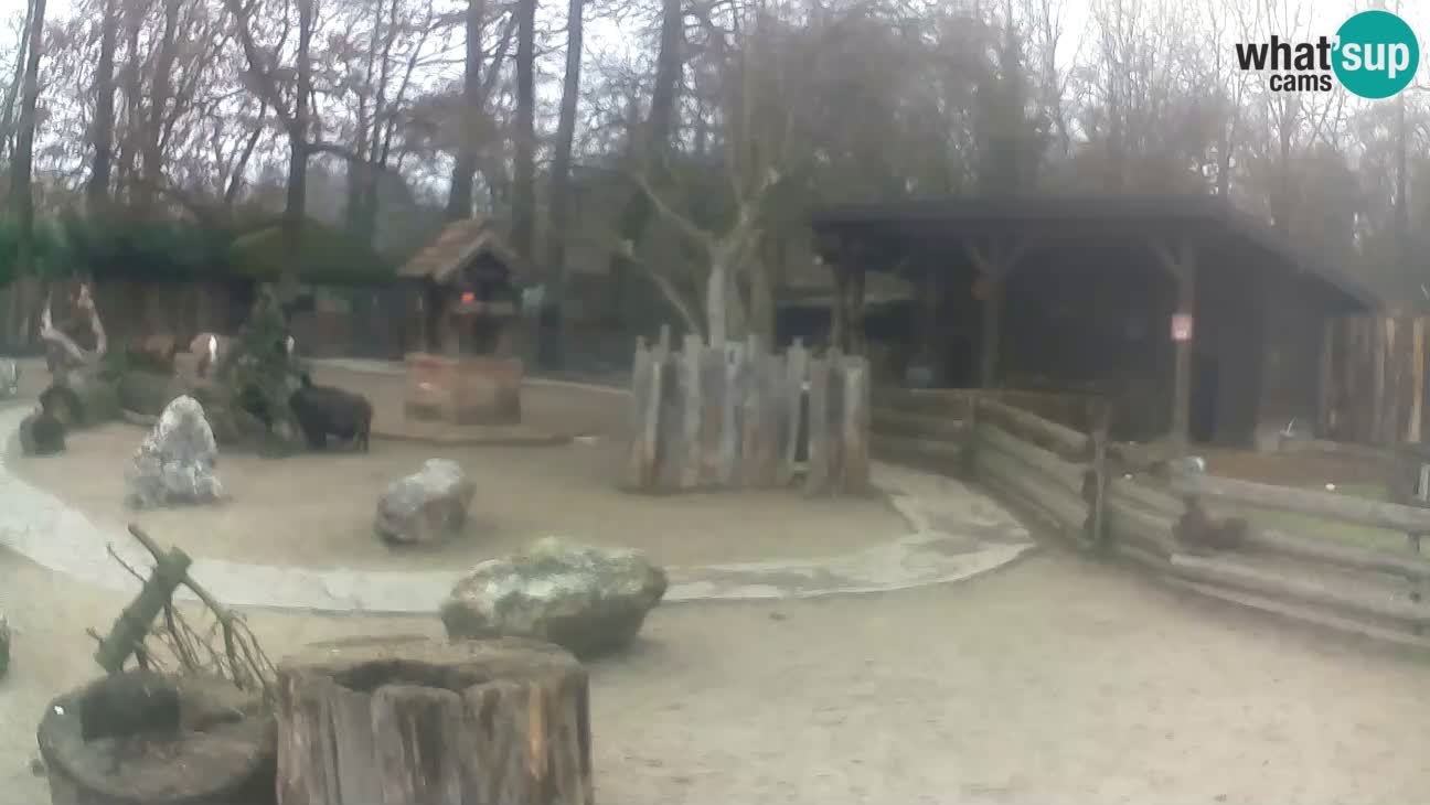 Zoo Zagreb –  Mono maicero