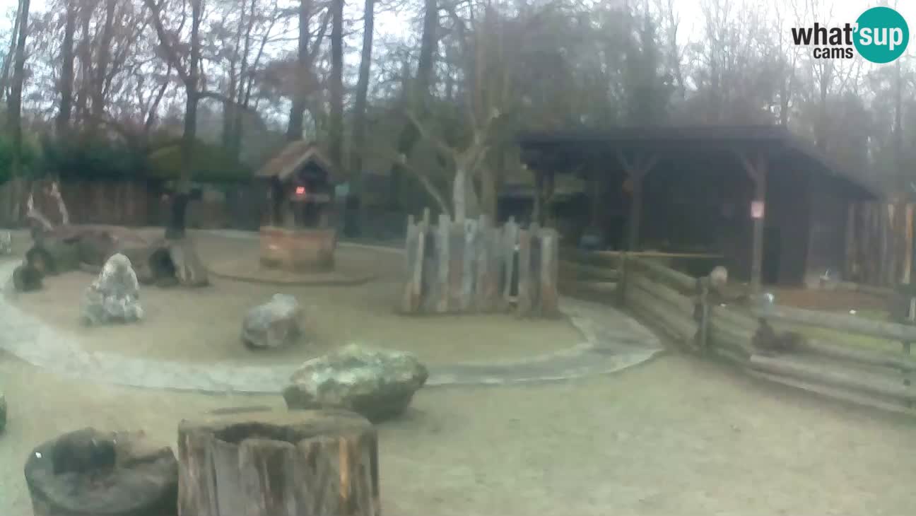 Zoo Zagreb – Brown Capuchin