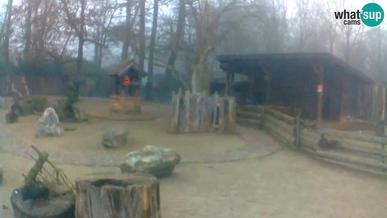 Zoo Zagreb – Brown Capuchin