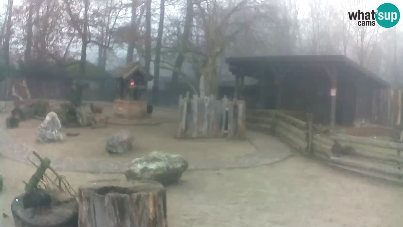 Zoo Zagreb – Brown Capuchin