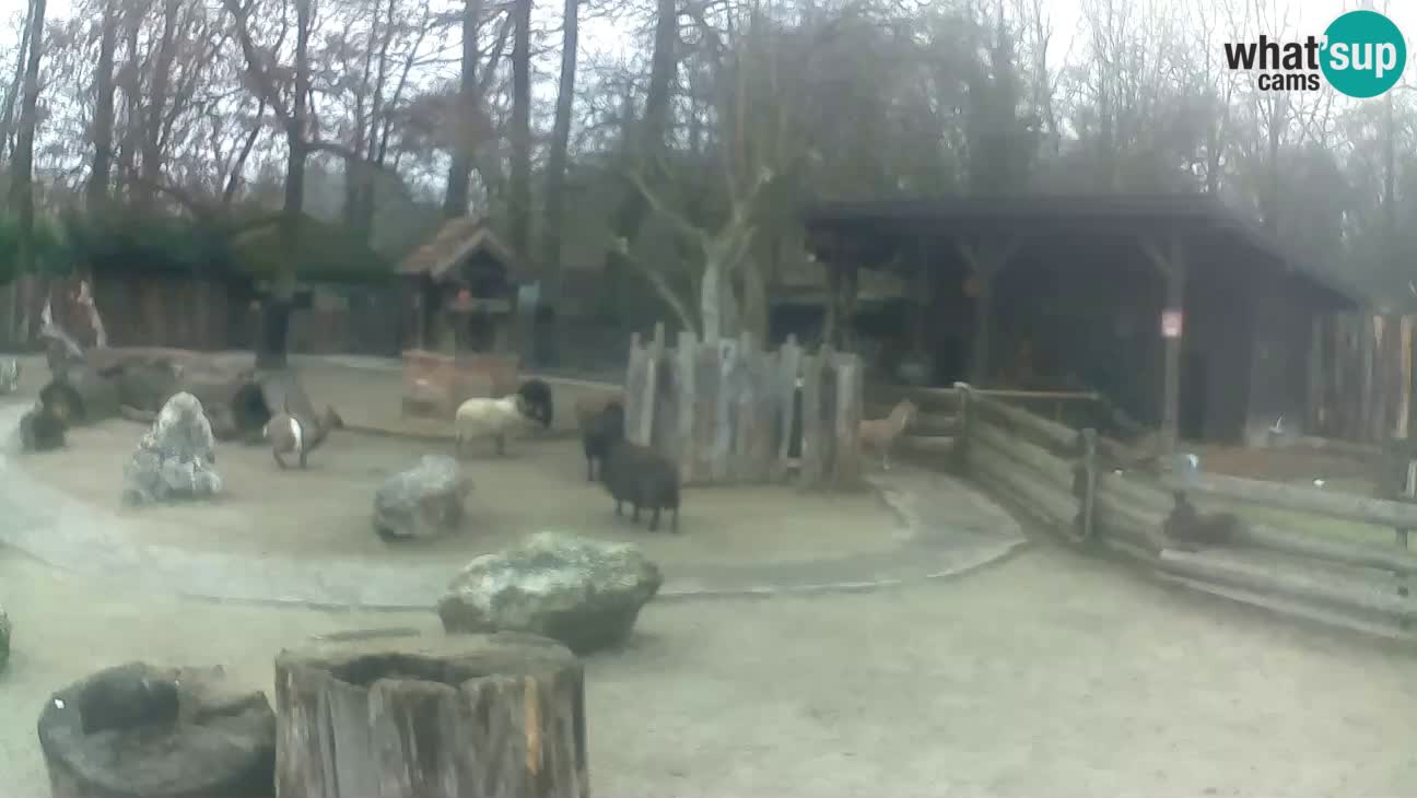 Zoo Zagreb – Brown Capuchin