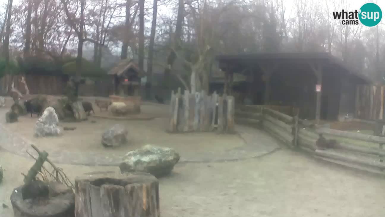 Zoo Zagreb – Brown Capuchin