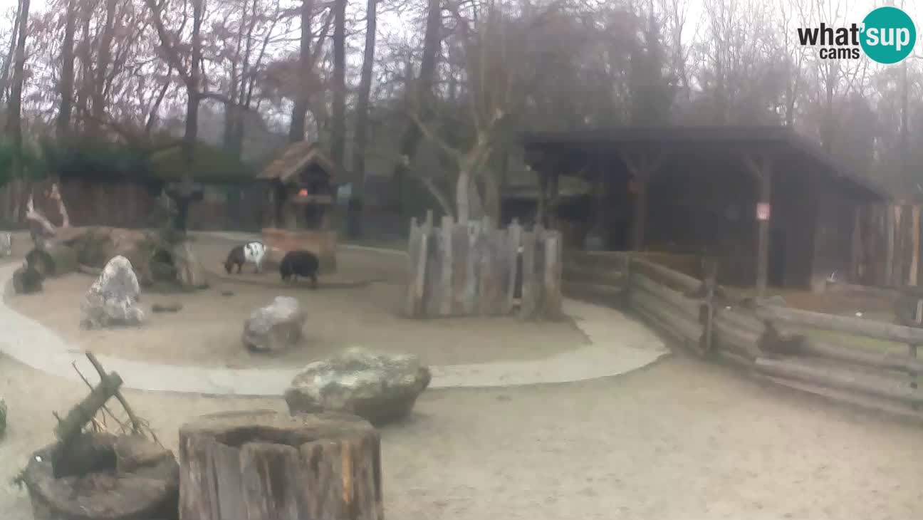 Zoo Zagreb – Brown Capuchin