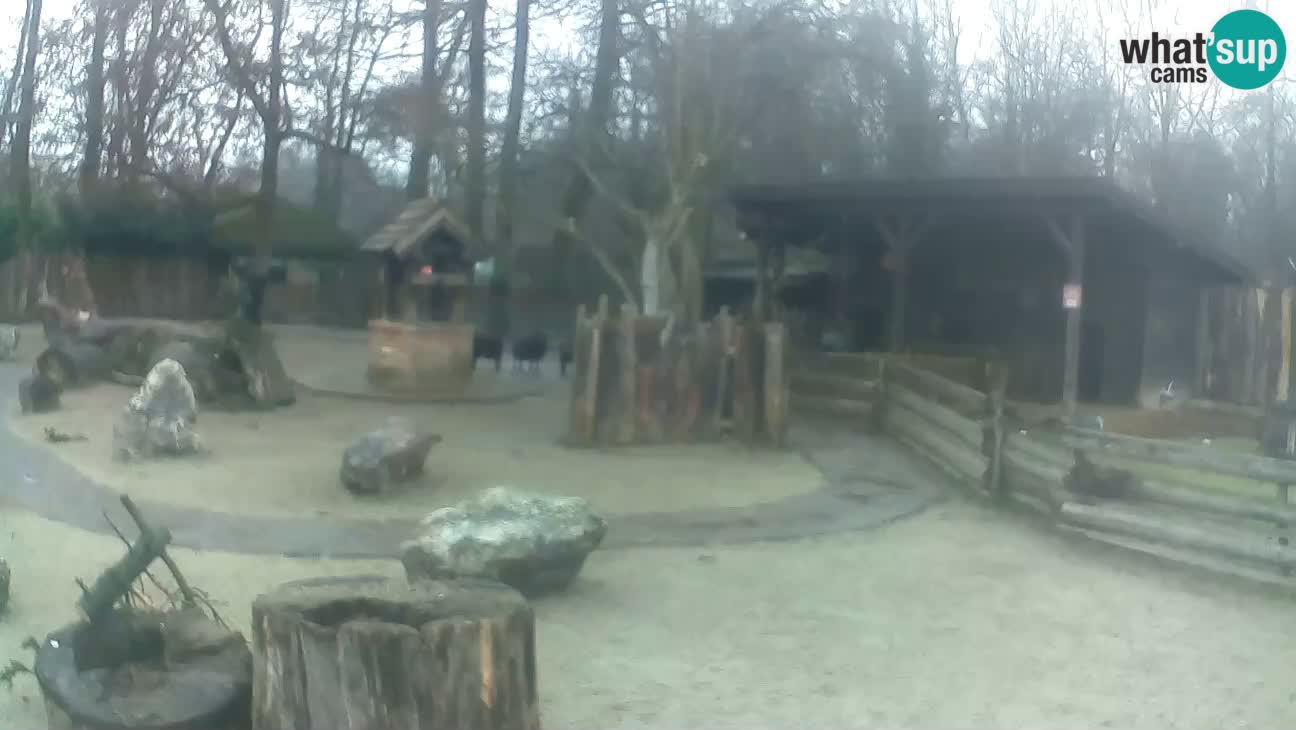 Zoo Zagreb – Brown Capuchin