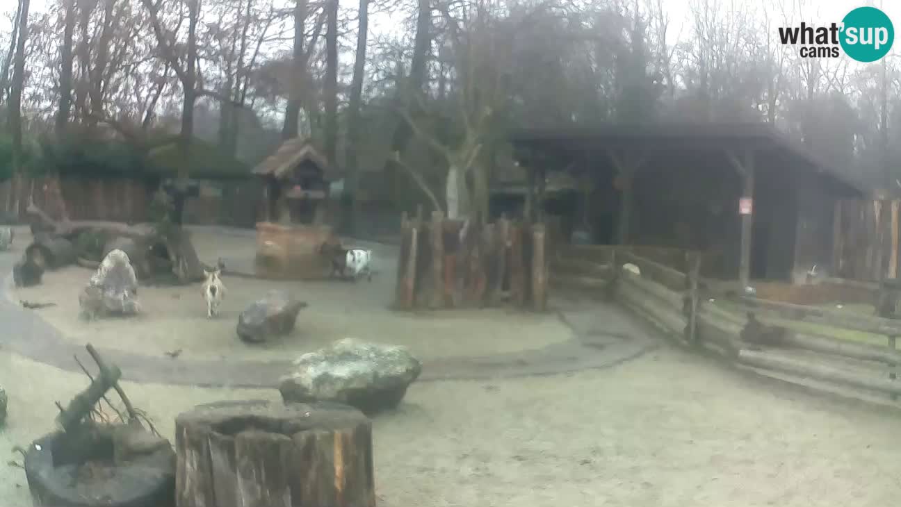 Zoo Zagreb –  Mono maicero