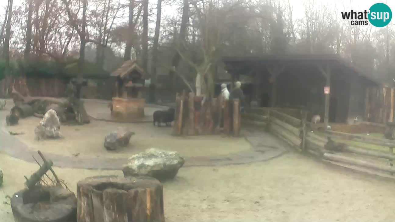 Zoo Zagreb – Cebo dai cornetti