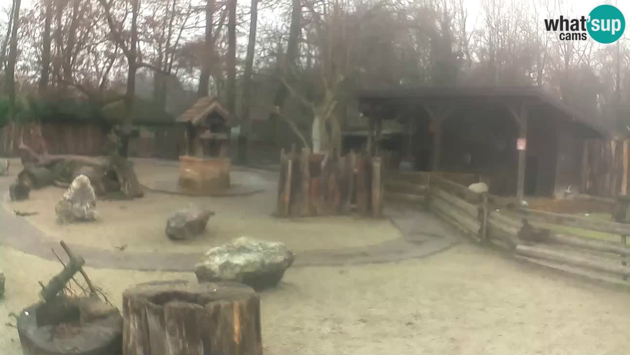 Zoo Zagreb – Brown Capuchin