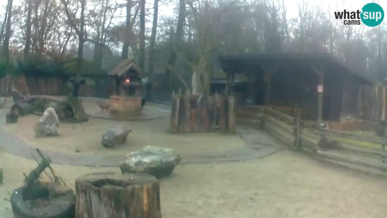 Zoo Zagreb –  Mono maicero