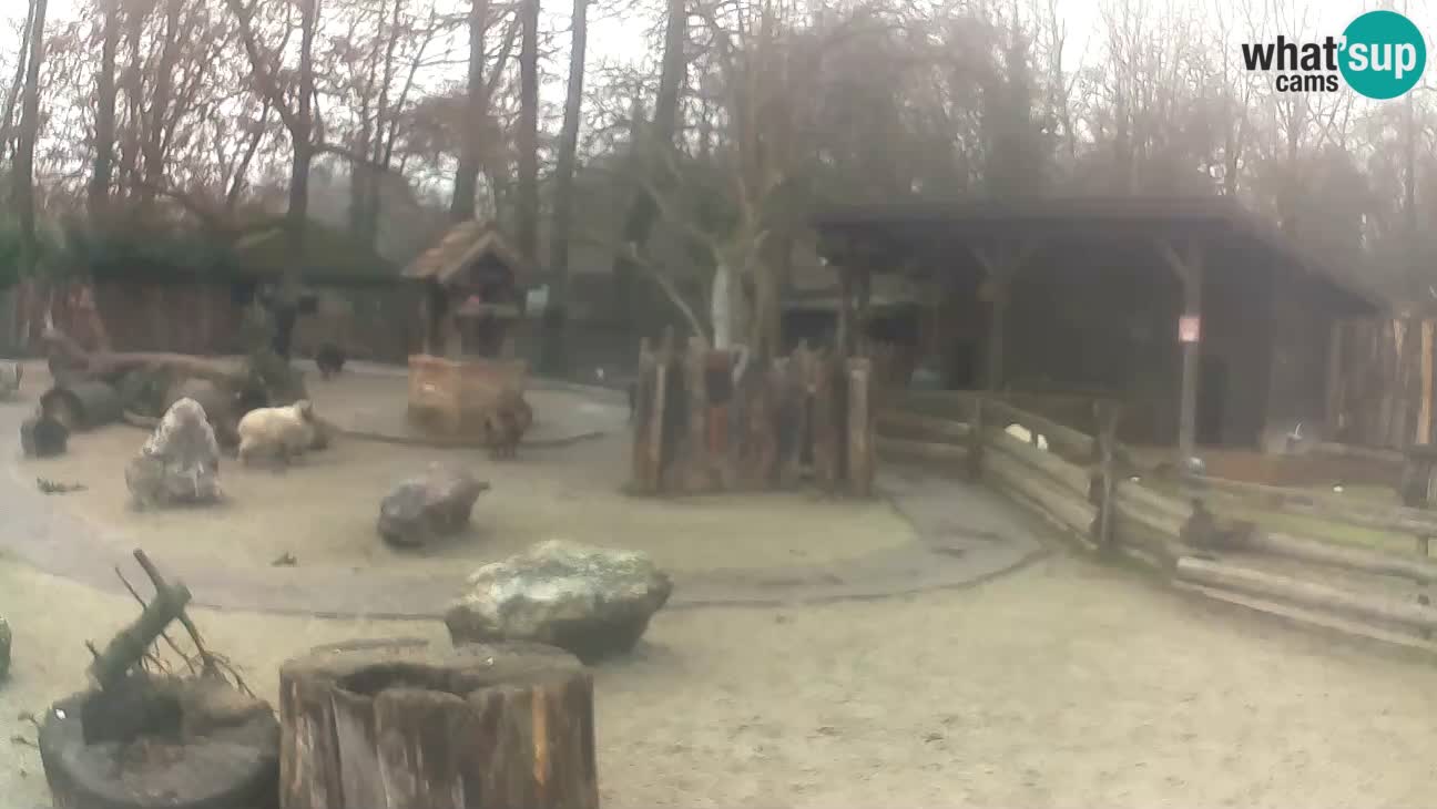 Zoo Zagreb – Haubenkapuziner