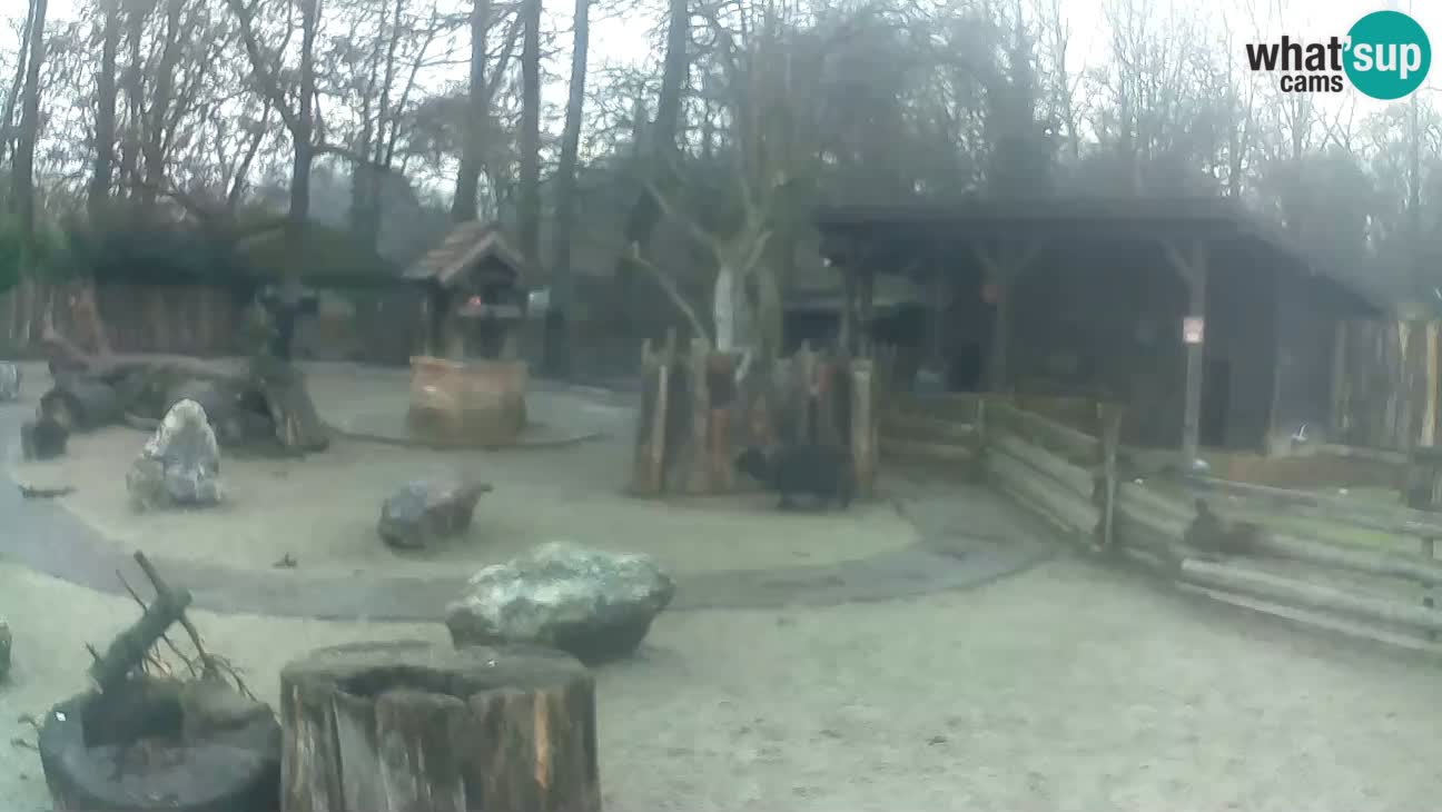 Zoo Zagreb – Brown Capuchin