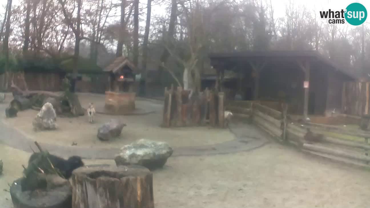 Zoo Zagreb – Cebo dai cornetti