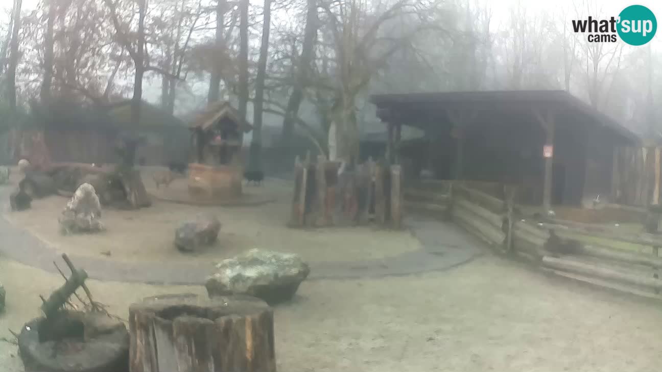 Zoo Zagreb – Brown Capuchin