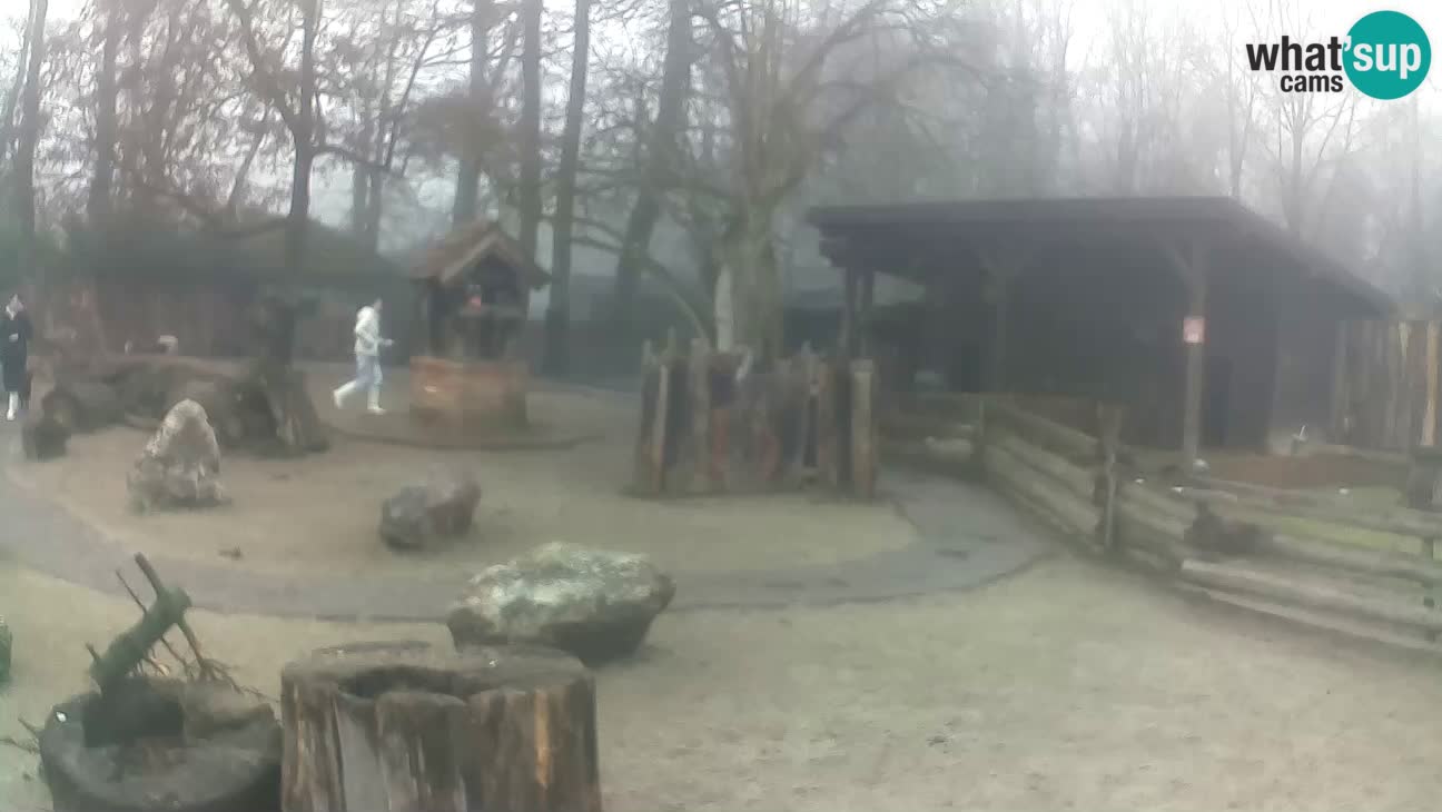 Zoo Zagreb – Brown Capuchin