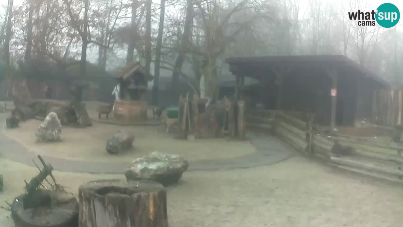 Zoo Zagreb – Haubenkapuziner