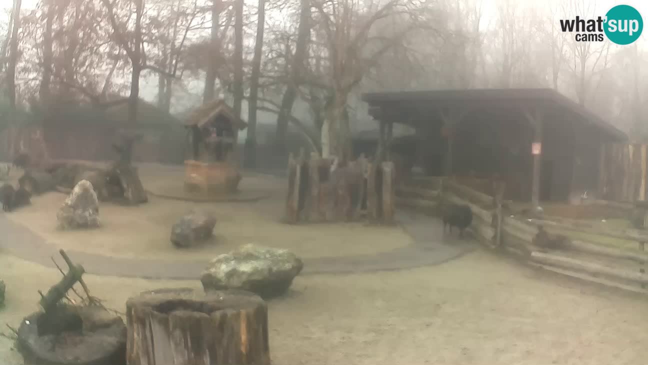 Zoo Zagreb – Cebus apella