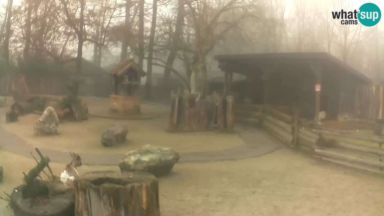 Zoo Zagreb – Brown Capuchin