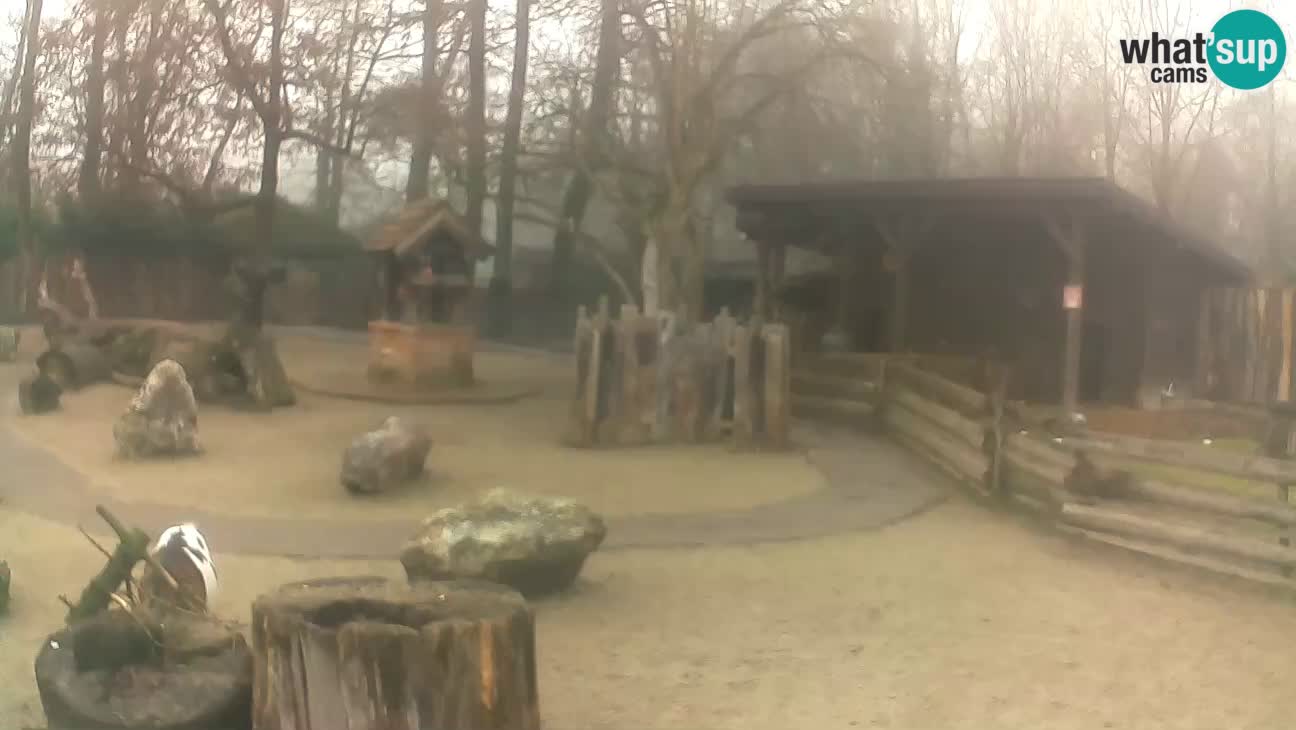 Zoo Zagreb – Brown Capuchin