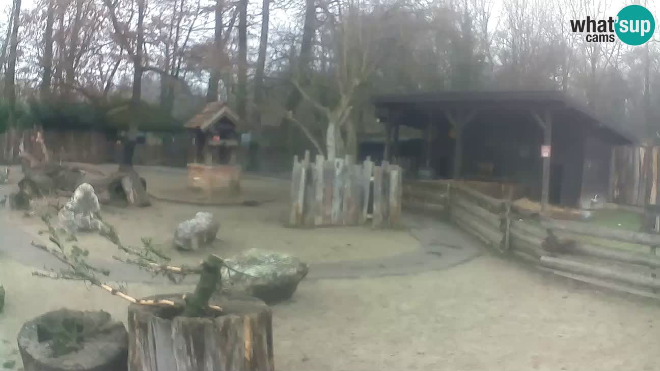 Zoo Zagreb – Brown Capuchin