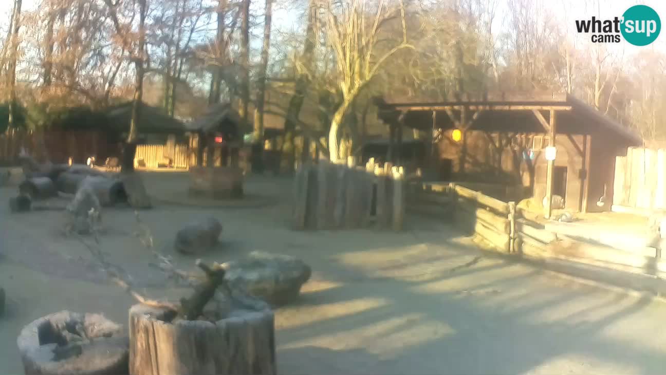 Zoo Zagreb – Brown Capuchin