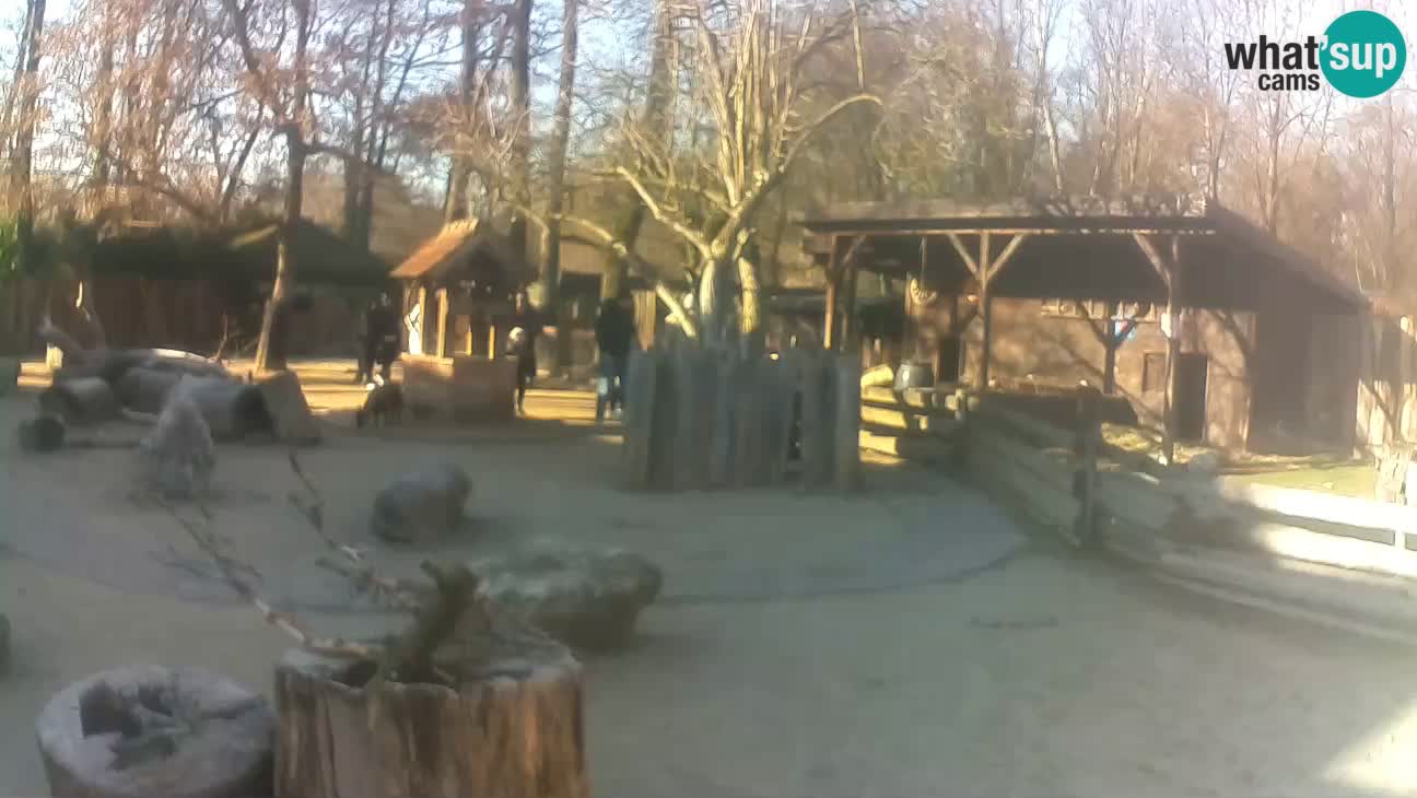 Zoo Zagreb – Brown Capuchin