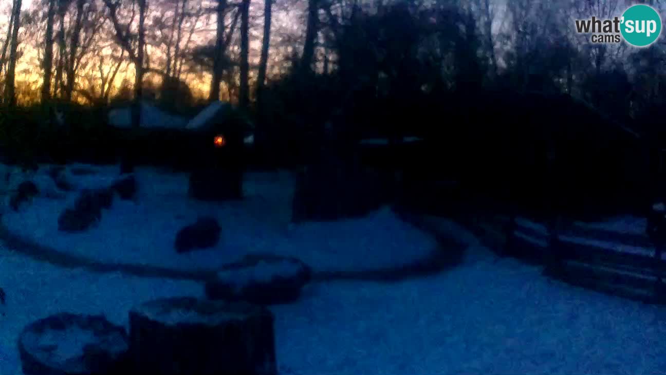 Zoo Zagreb – Brown Capuchin