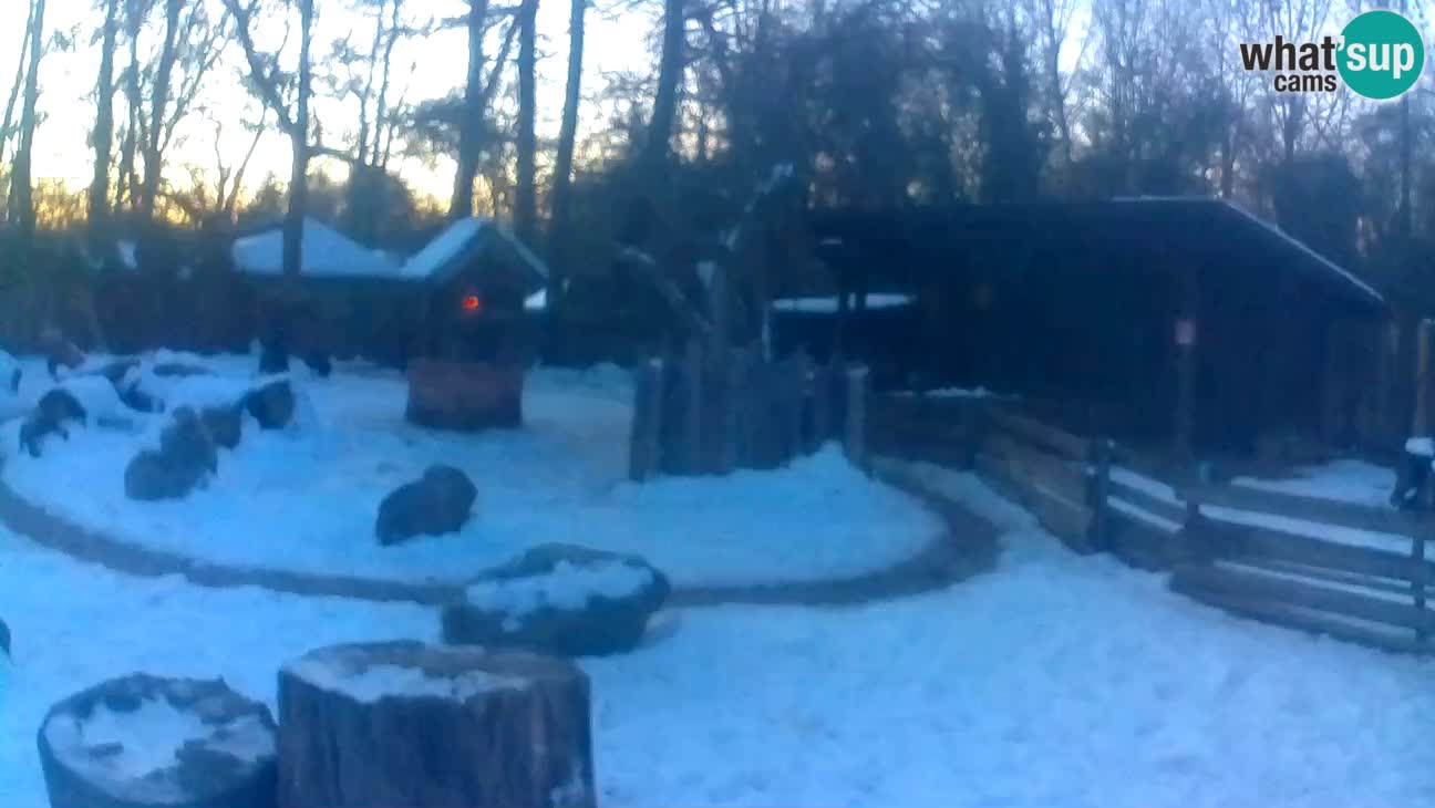 Zoo Zagreb – Cebus apella