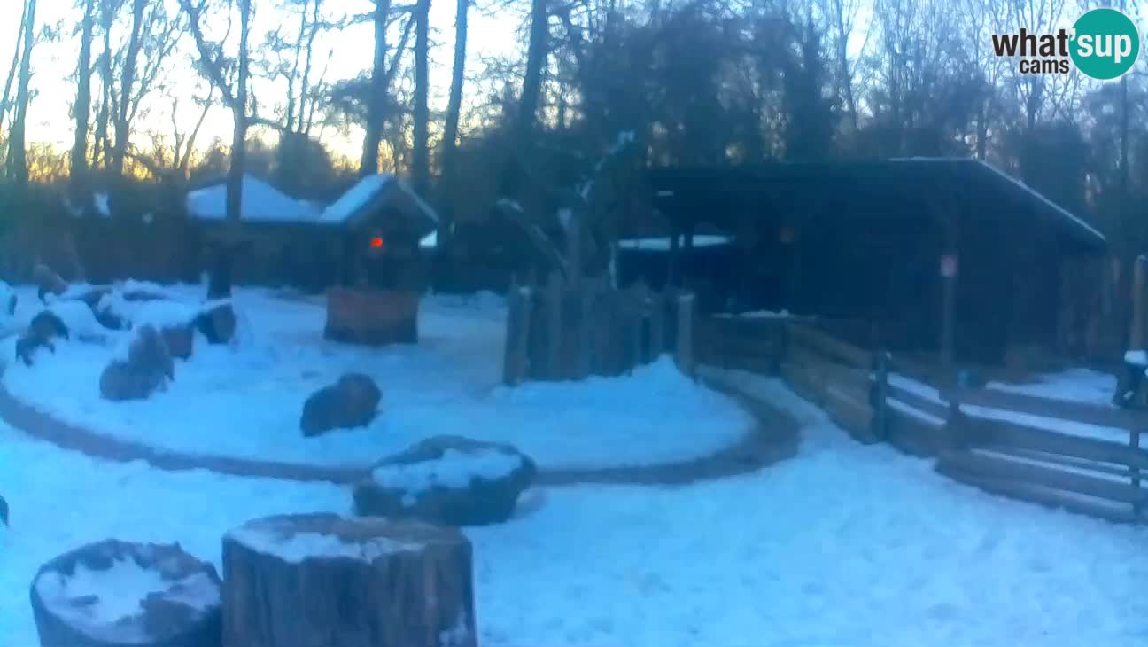 Zoo Zagreb – Brown Capuchin