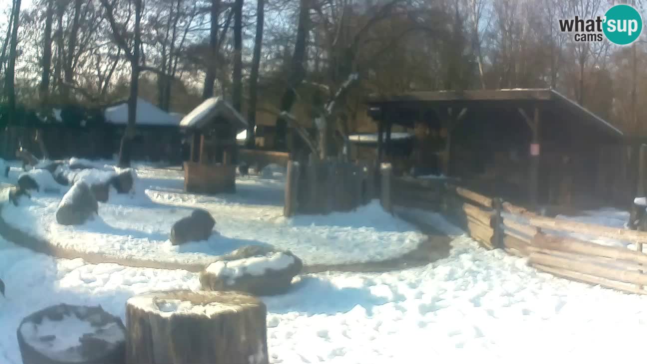 Zoo Zagreb – Cebo dai cornetti