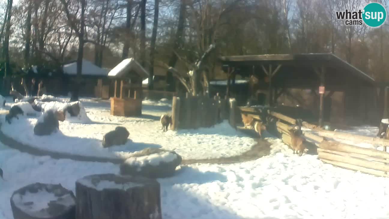 Zoo Zagreb – Brown Capuchin