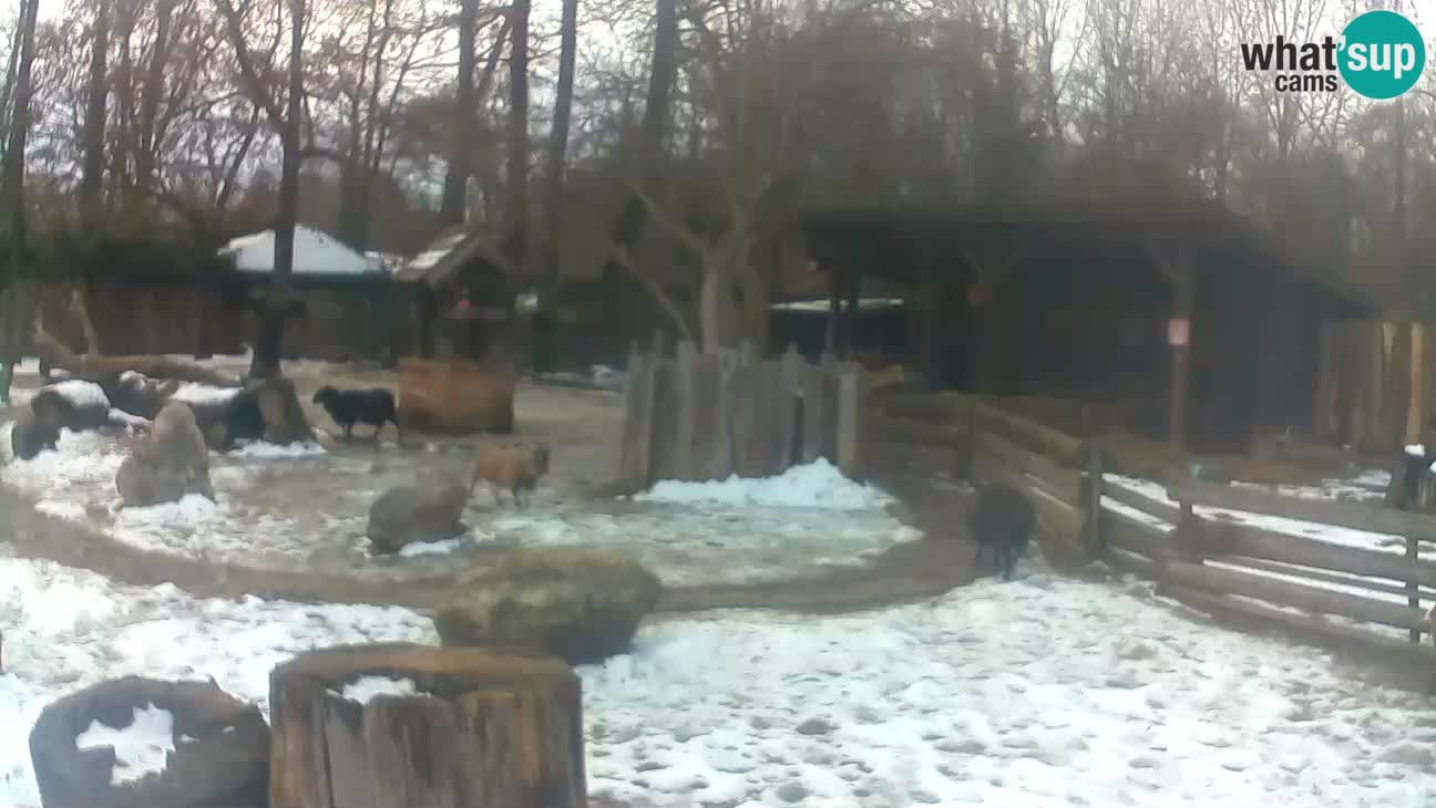 Zoo Zagreb – Cebo dai cornetti