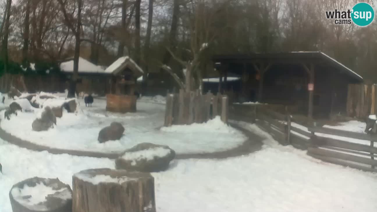 Zoo Zagreb – Brown Capuchin