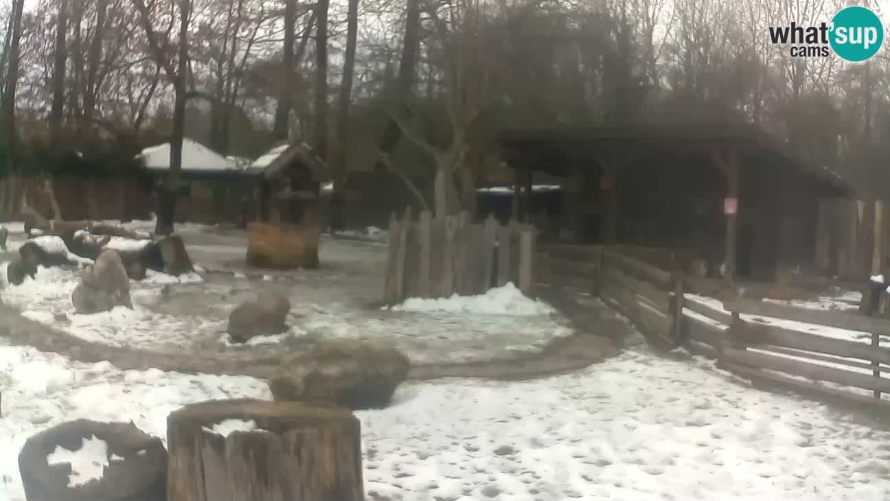 Zoo Zagreb – Brown Capuchin