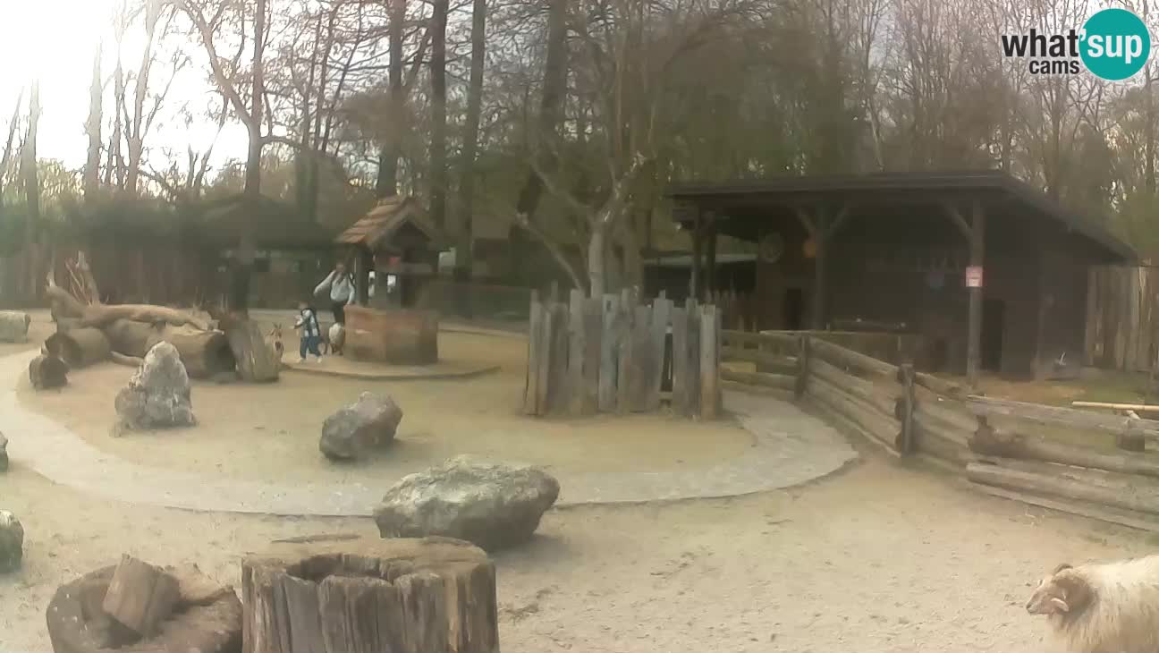 Zoo Zagreb – Brown Capuchin