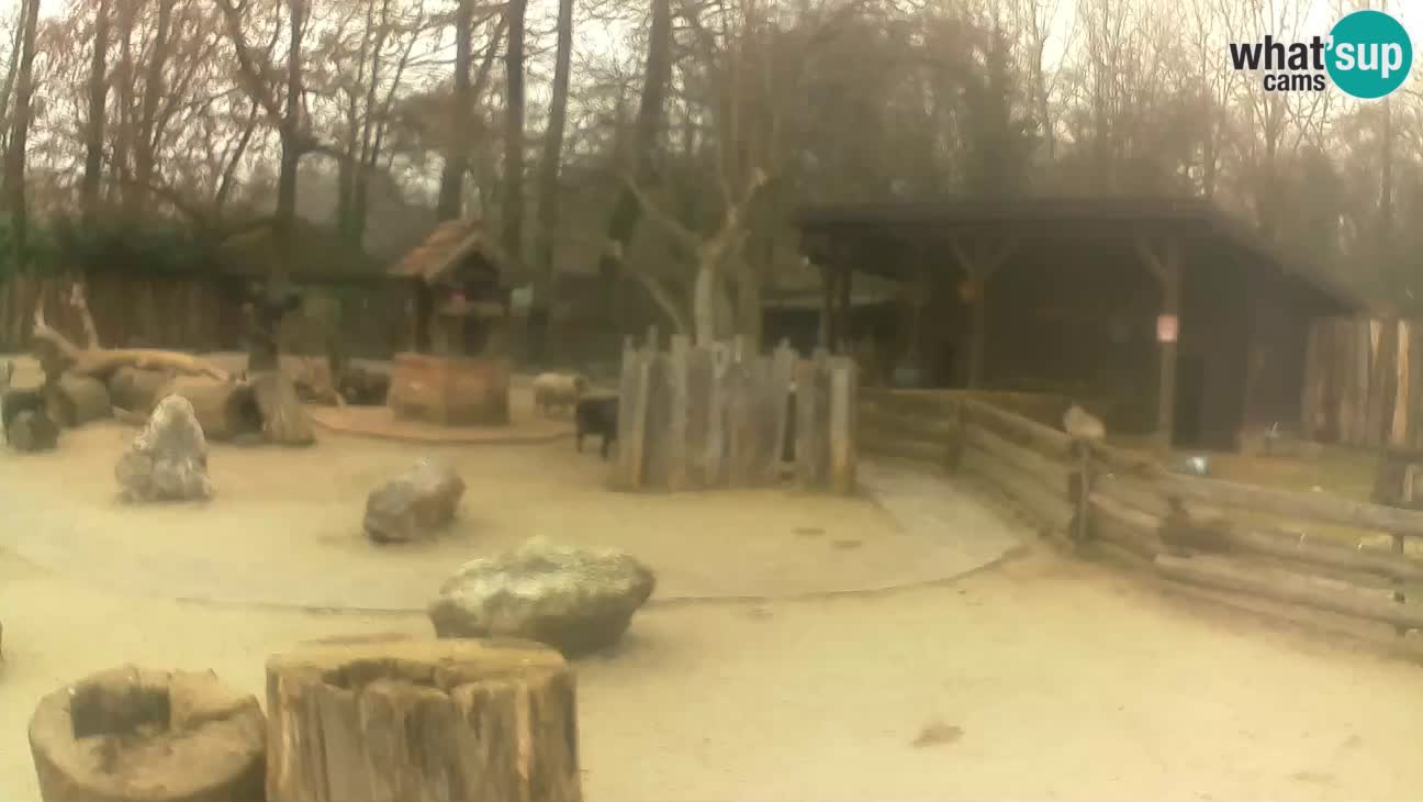 Zoo Zagreb – Brown Capuchin