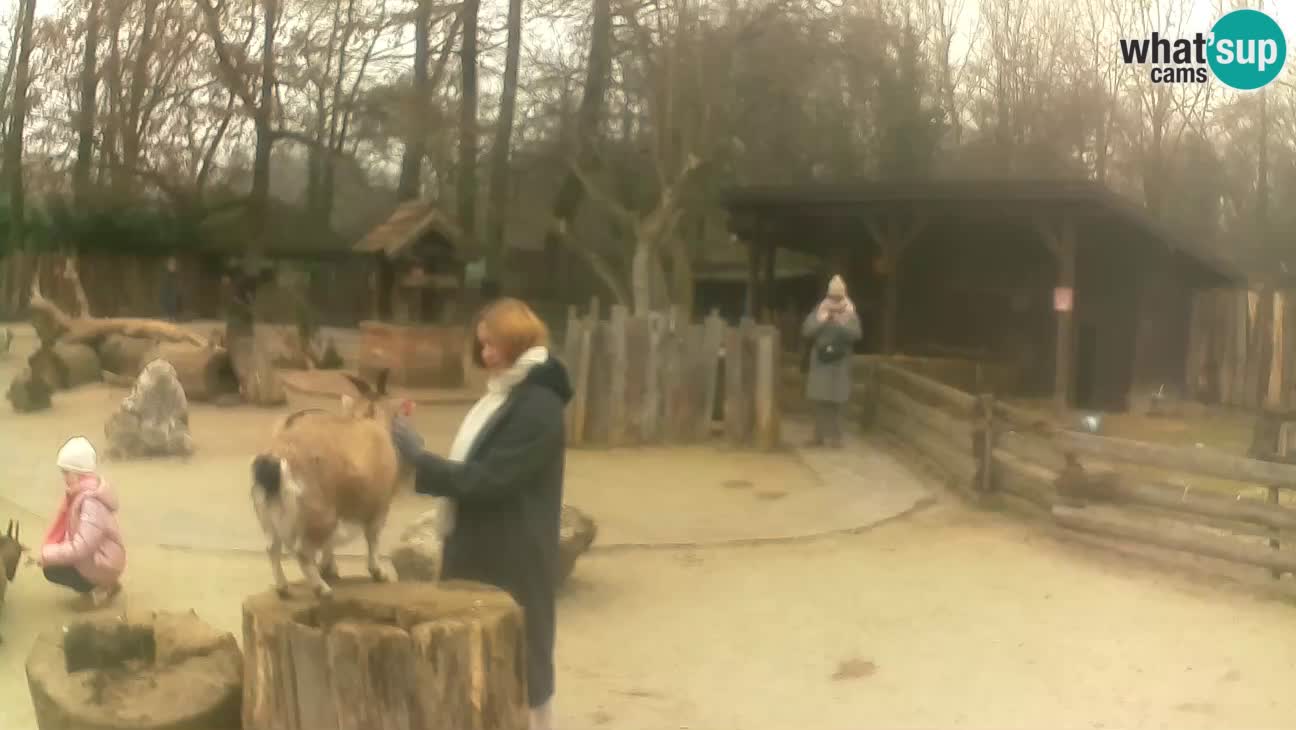 Zoo Zagreb – Brown Capuchin