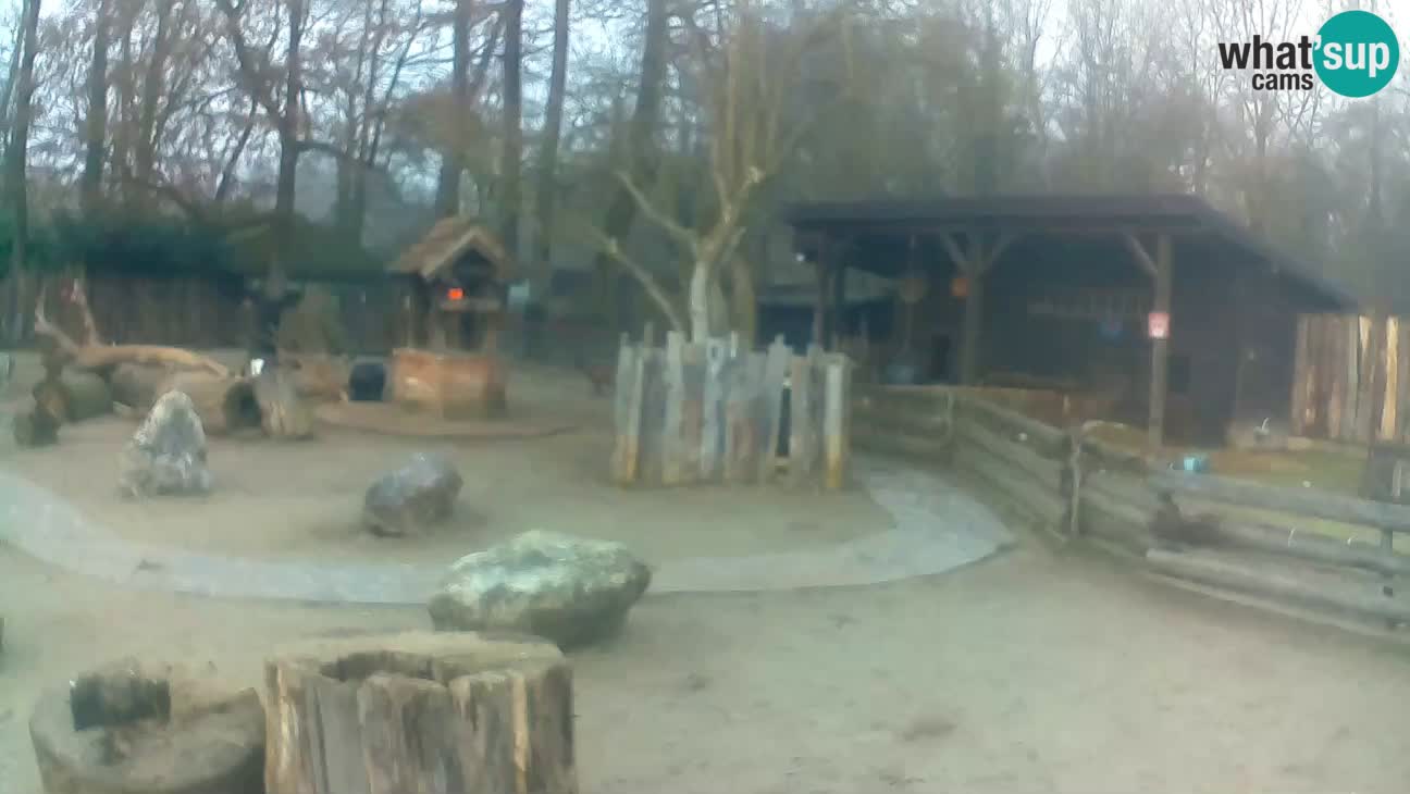 Zoo Zagreb – Brown Capuchin